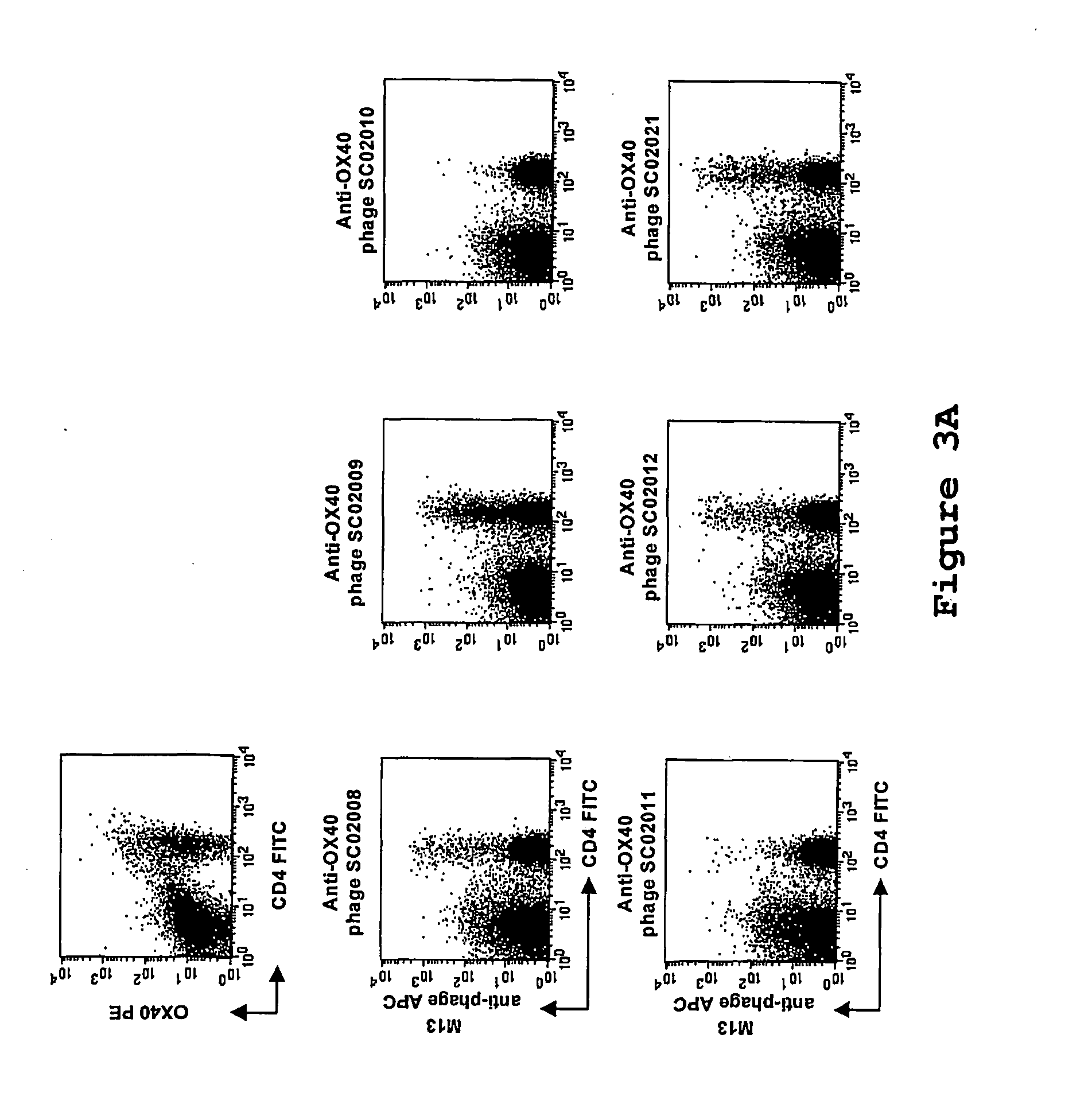 Agonistic Binding Molecules to the Human OX40 Receptor