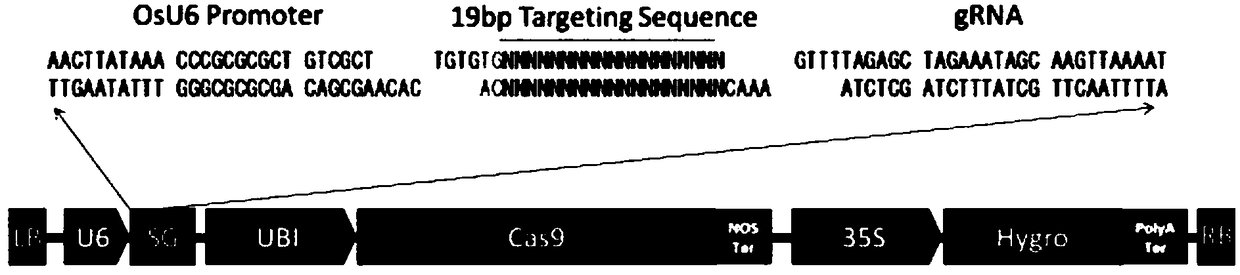 A kind of rice grain shape related protein glw2 and its coding gene and application