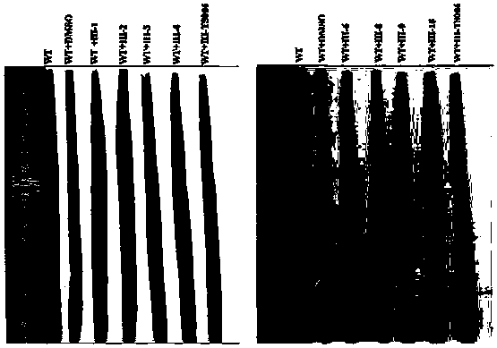 (S)-1,3-thiazolyl phenyl furan thioformate compounds and preparation method and application thereof