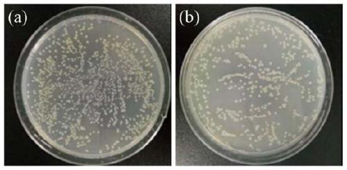 A kind of surface micro-nano structure modification method of titanium and titanium alloy