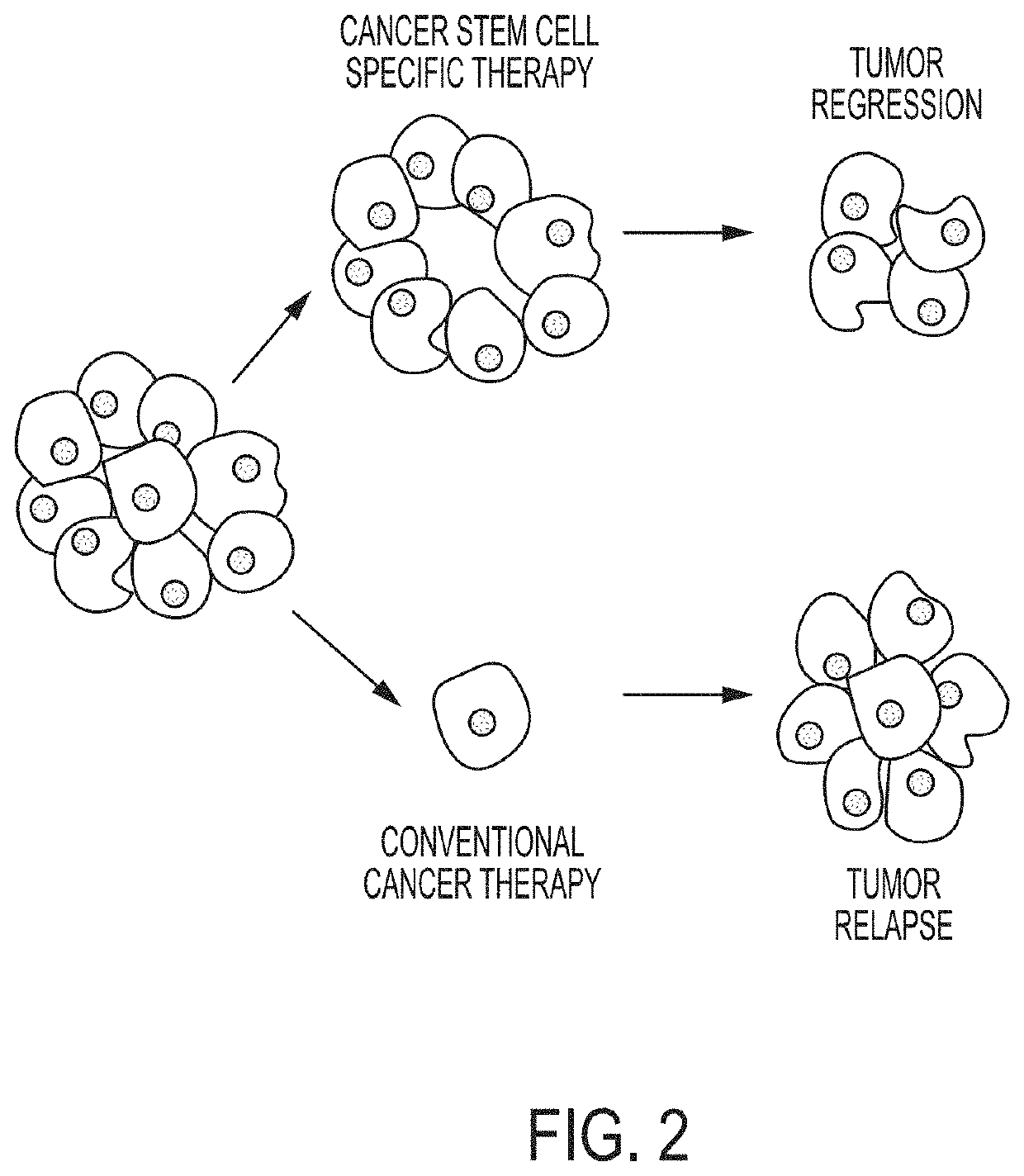 Compositions for Treating and/or Preventing Cancer