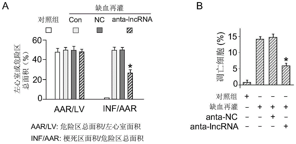 Medicinal composition containing IncRNA inhibitor and application thereof