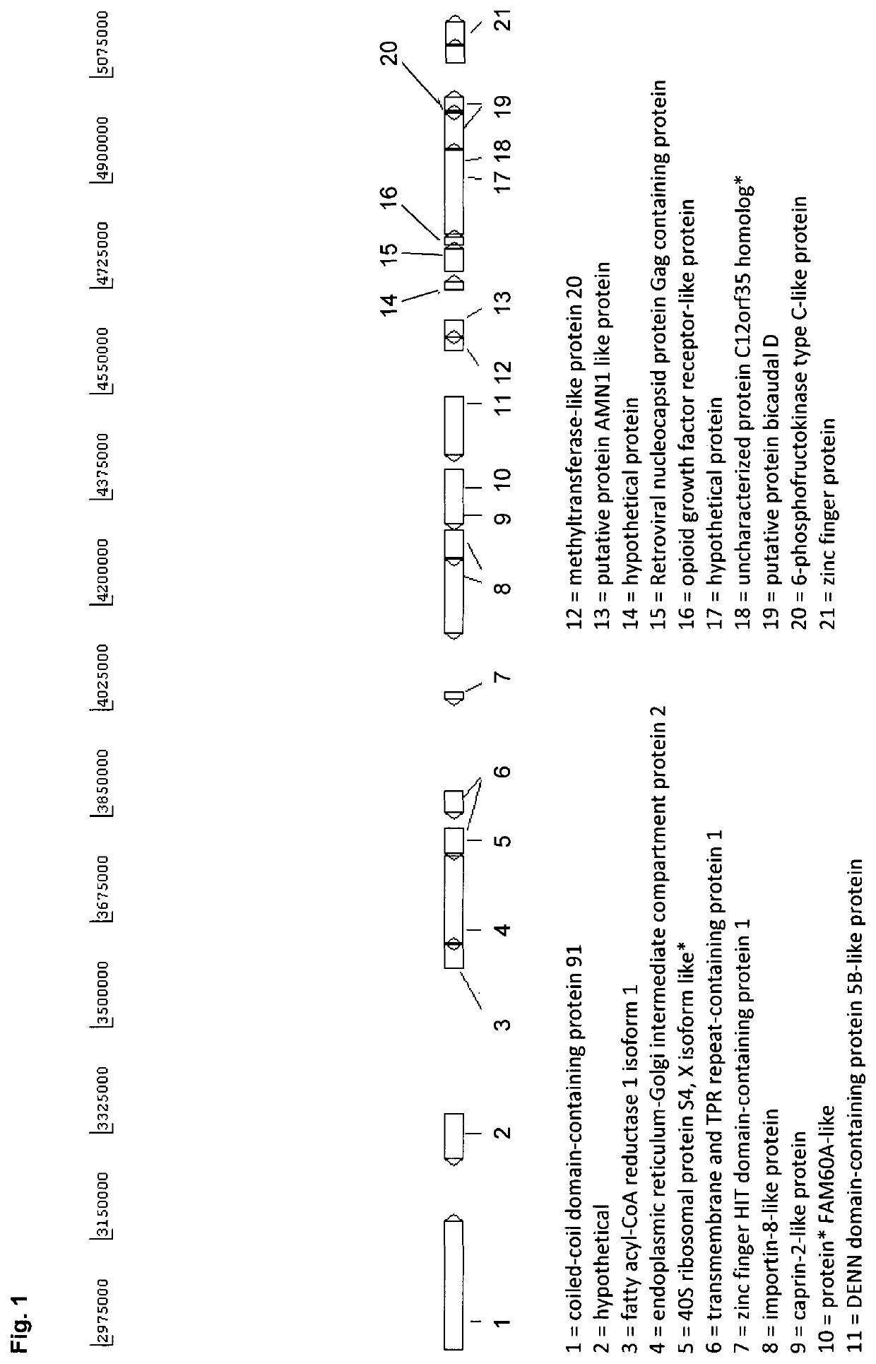 Eukaryotic cells and methods for recombinantly expressing a product of interest