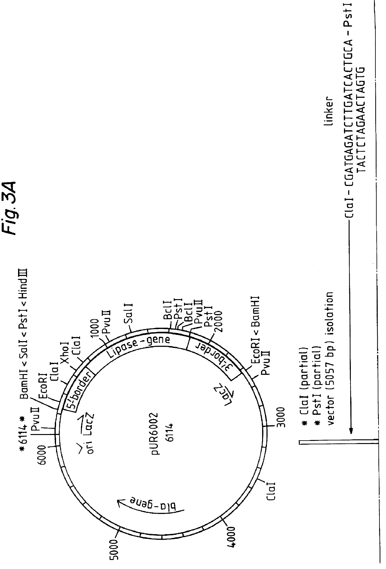 Process for preparing a protein by a fungus transformed by multicopy integration of an expression vector