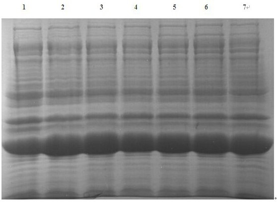 An improved ketoreductase and its application