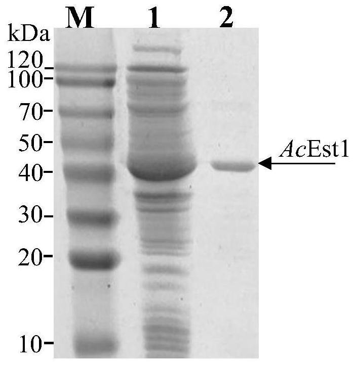 Cyclohexene formate hydrolase, and mutant, encoding gene, expression vector, recombinant bacteria and application thereof