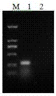 Porcine circovirus type-3 PCR (Polymerase Chain Reaction) detection kit and detection method