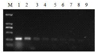 Porcine circovirus type-3 PCR (Polymerase Chain Reaction) detection kit and detection method