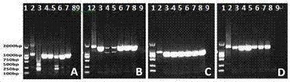 Method for expression of nitrogenase gene in eukaryotic cells