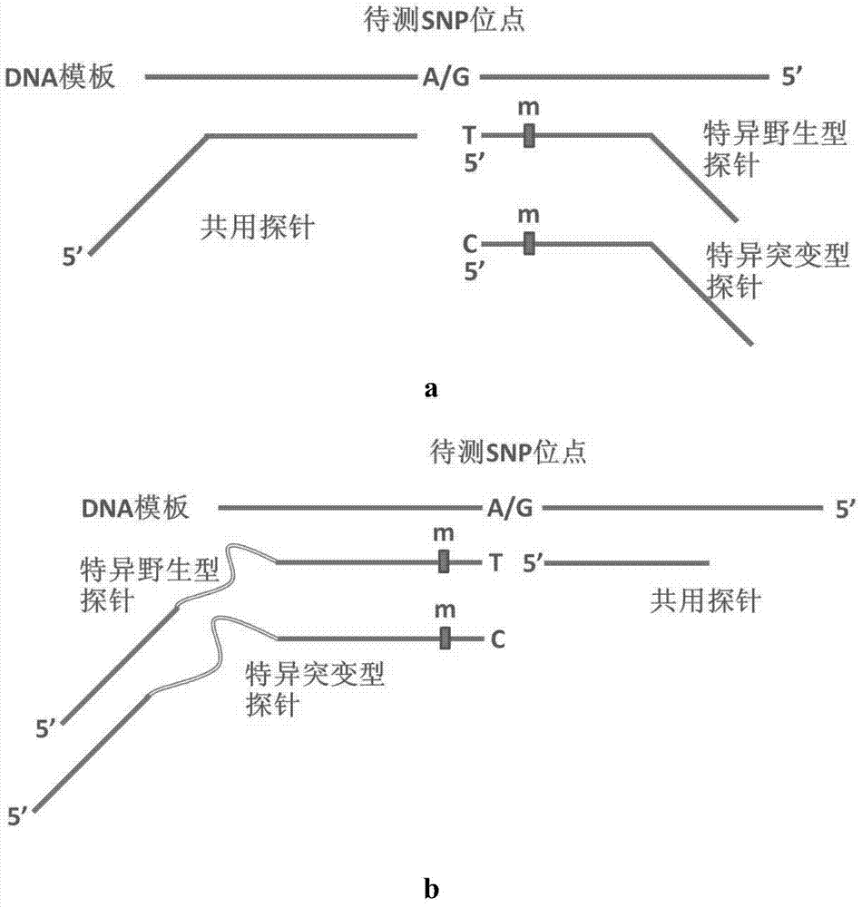 Gene detection kit for G6PD (glucose-6-phosphate dehydroge-nase) deficiency disease