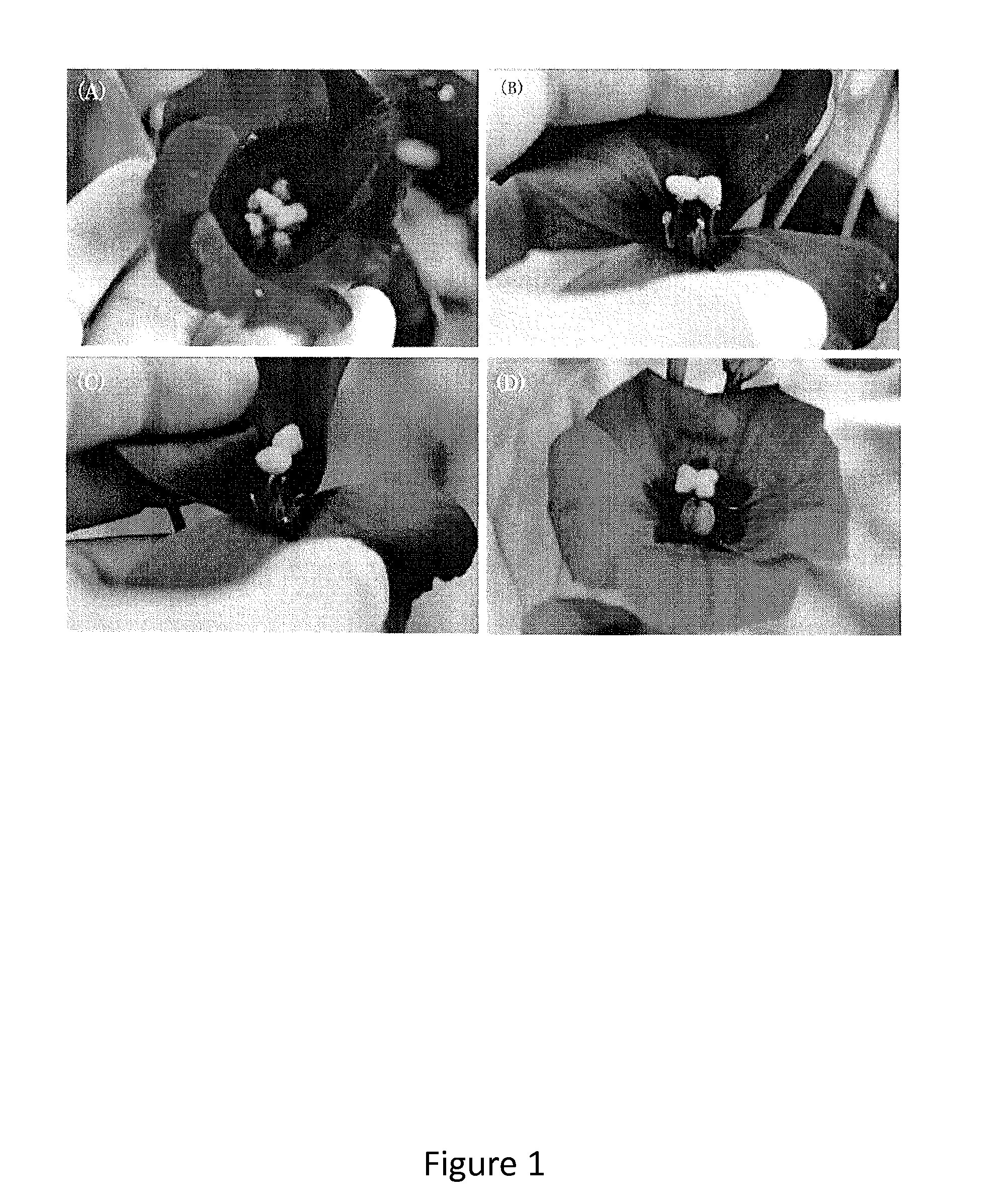 Cytoplasmic male sterile eustoma and a method for developing thereof