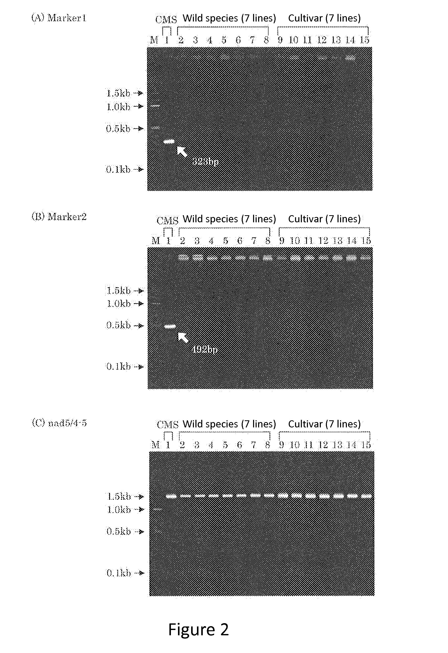 Cytoplasmic male sterile eustoma and a method for developing thereof