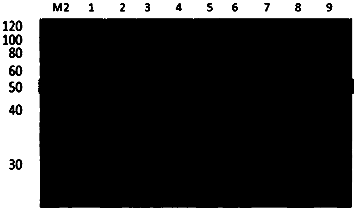 Prokaryotic expression method of cotton bollworm midgut serine protease gene