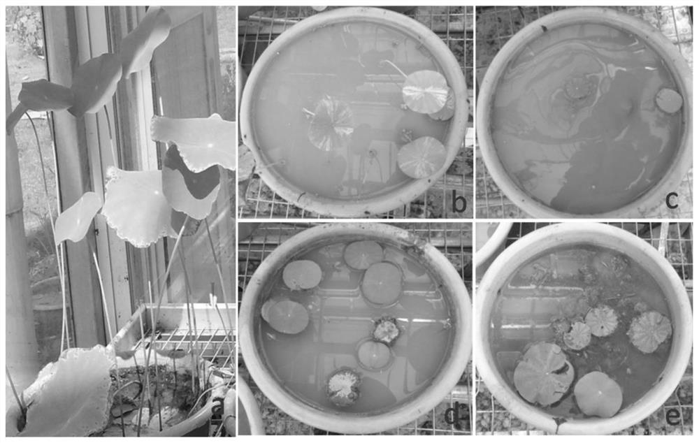 Mutagenesis method of seed lotus phenotypic variation mutant plant