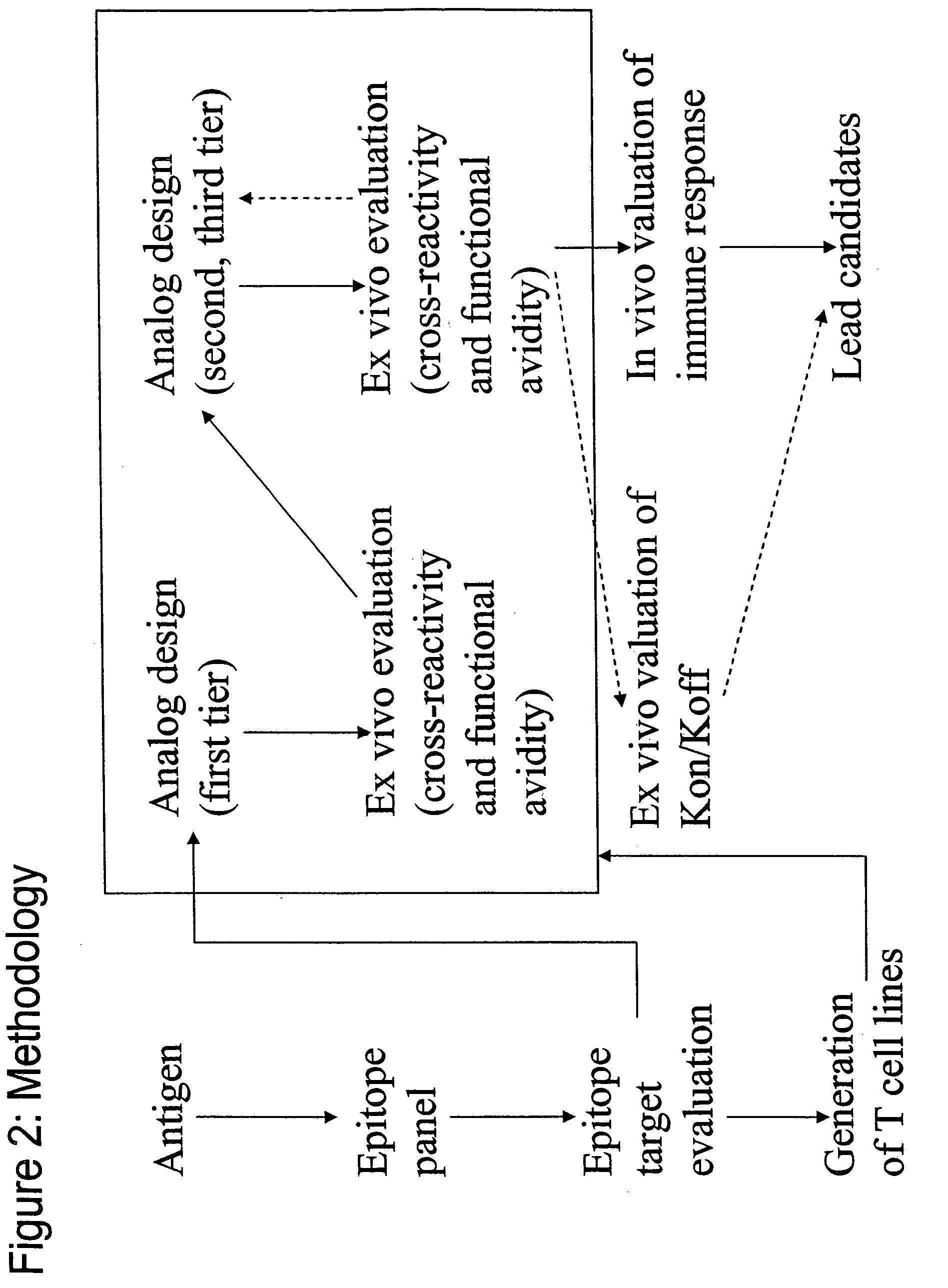 Epitope analogs