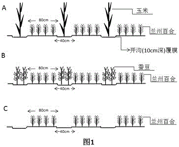 Lanzhou lily and corn/broad bean interplanted three-year crop rotation method