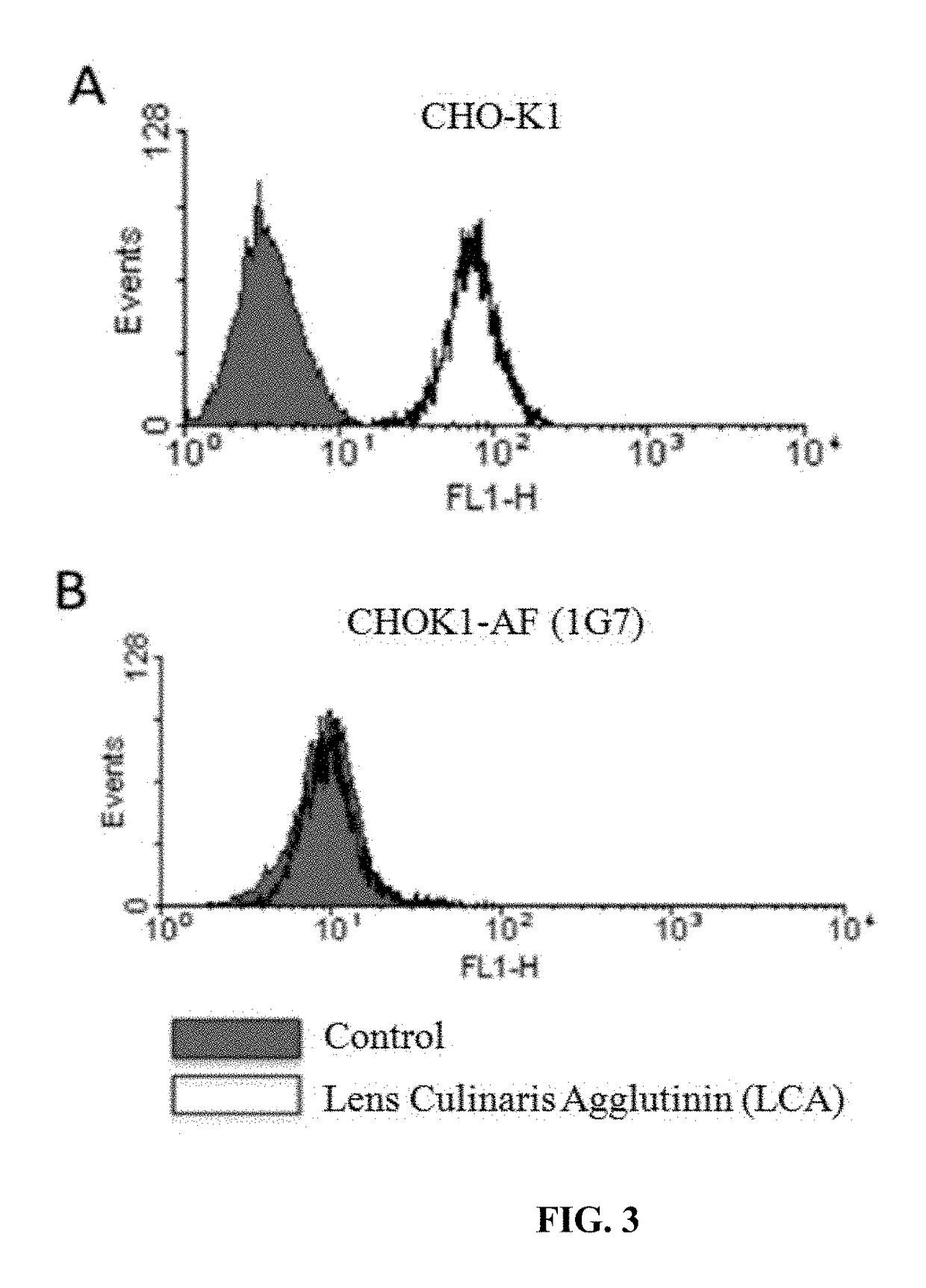 Bispecific anti-HER2 antibody