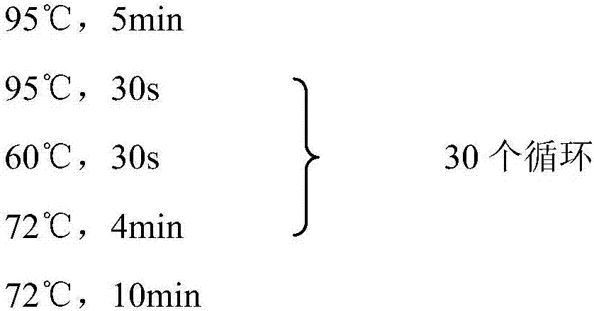 Recombinant bacteria for synthesizing succinic acid from fixed amount of carbon dioxide, as well as construction method and application of recombinant bacteria