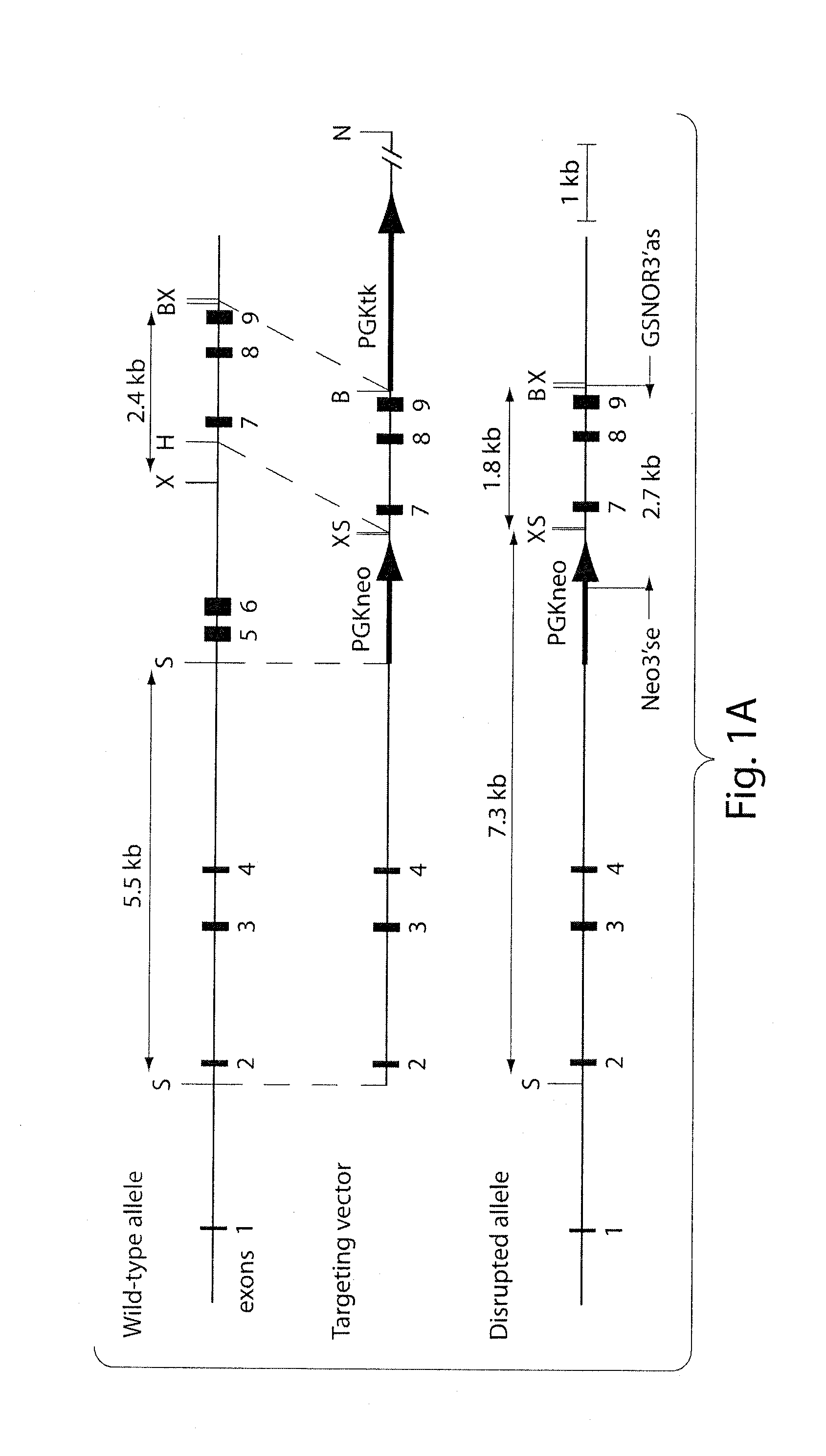 Compositions and methods for modulating s-nitrosogluthione reductase