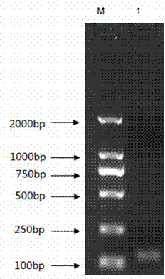 Construction method of recombinant plasmid of PD-1 (programmed death-1) in chicken peripheral blood mononuclear lymphocytes, real-time gene abundance detection method and application of detection method