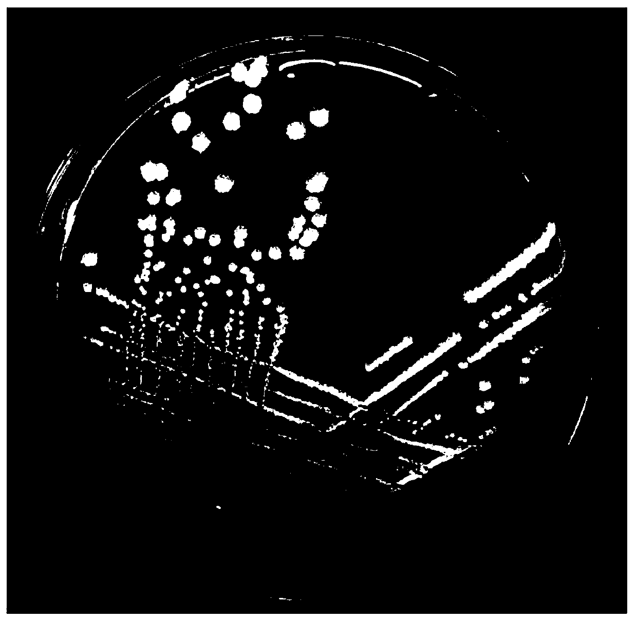 Bacillus cereus, microbial inoculum, preparation method and application thereof