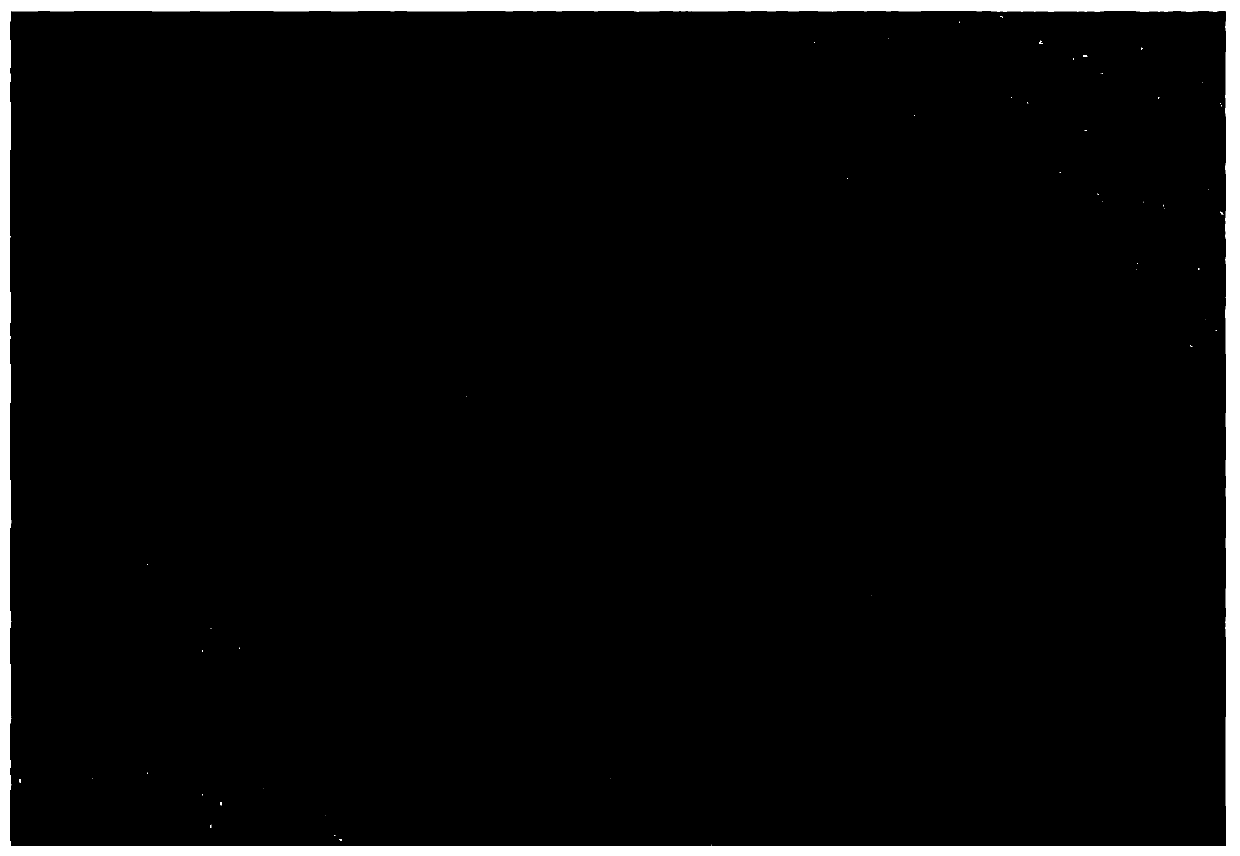 Bacillus cereus, microbial inoculum, preparation method and application thereof