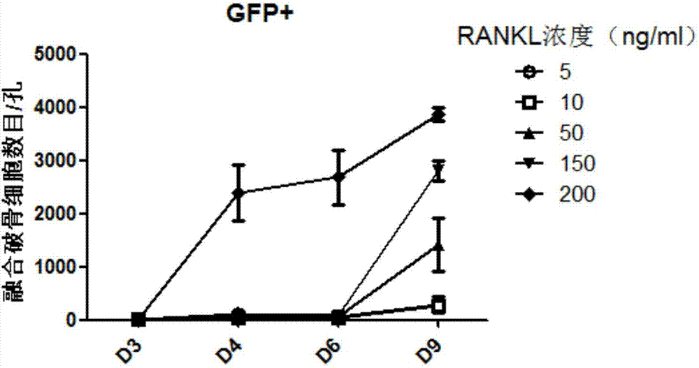 Fluorescent protein marking method for researching fusion of osteoclast