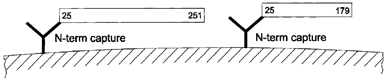 Immunoassays and methods of detecting and measuring intact fibroblast growth factor 23, and C-terminal and N-terminal fragments thereof