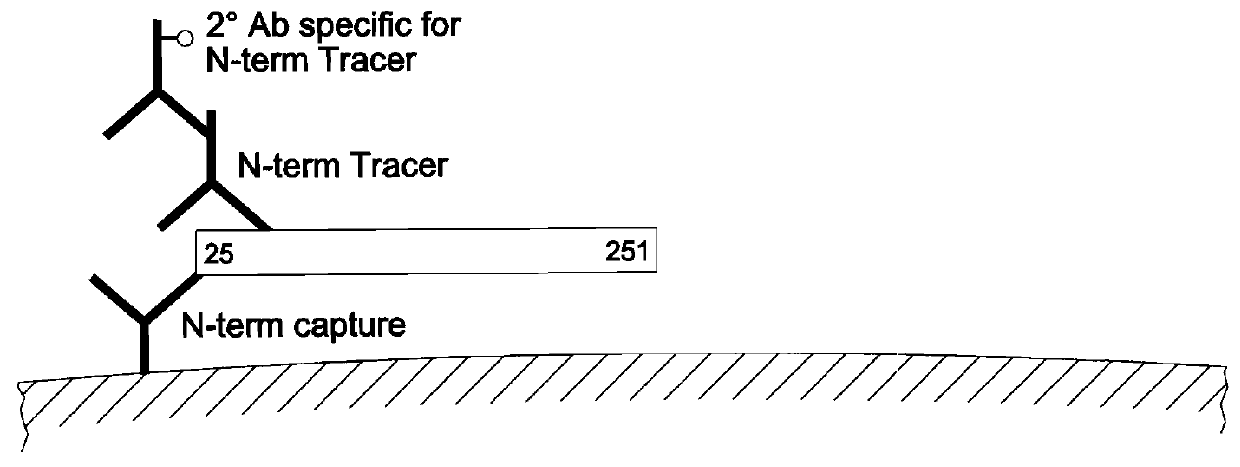 Immunoassays and methods of detecting and measuring intact fibroblast growth factor 23, and C-terminal and N-terminal fragments thereof