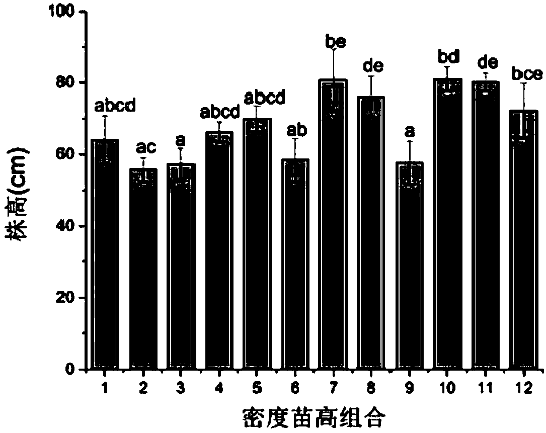 Method for obtaining optimal transplanting density and initial planting height of reed seedlings