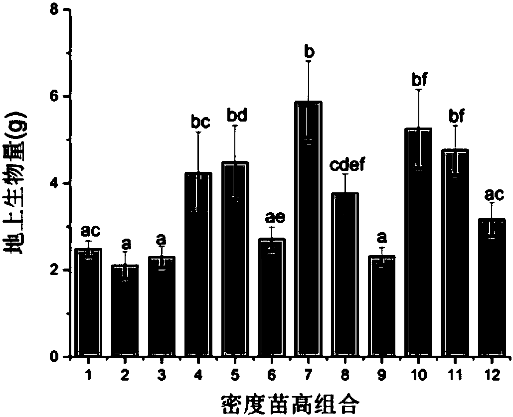 Method for obtaining optimal transplanting density and initial planting height of reed seedlings