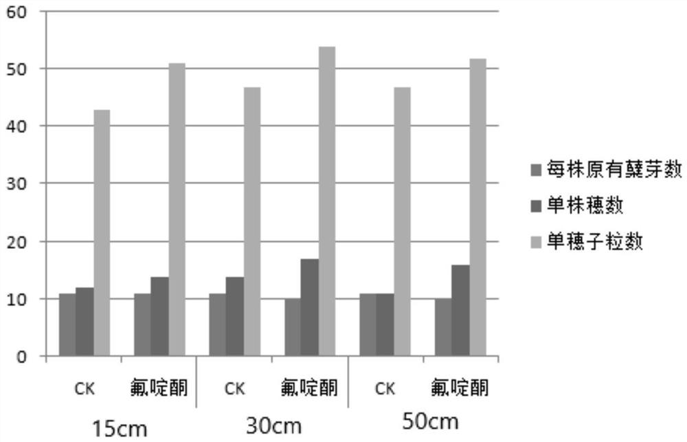 Application of fluridone in promoting rice tiller differentiation and regenerative rice planting