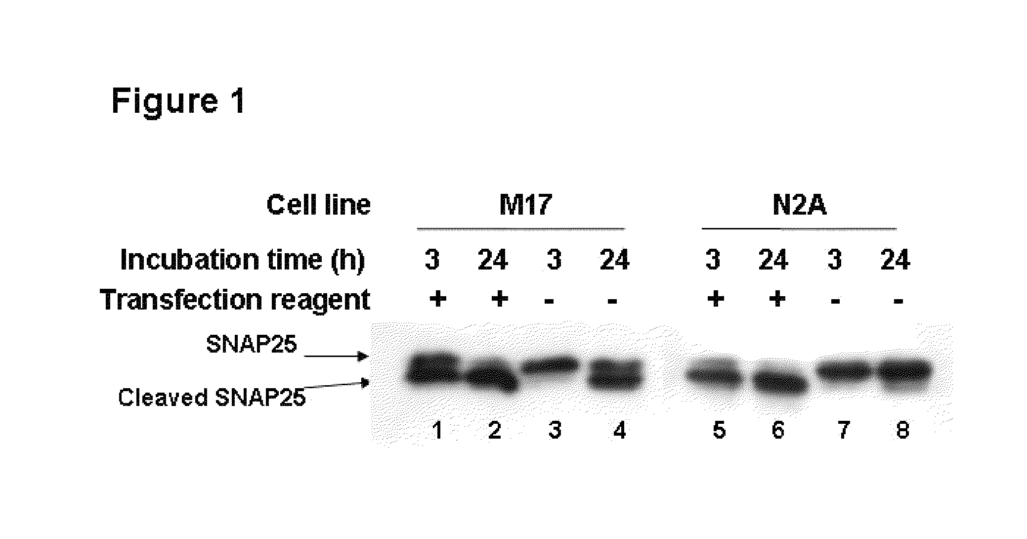 Methods for the delivery of toxins or enzymatically active portions thereof