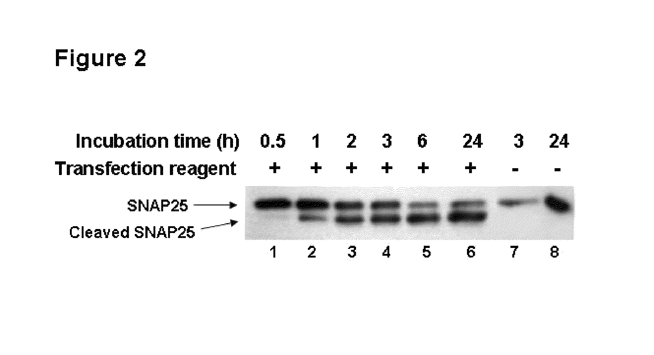 Methods for the delivery of toxins or enzymatically active portions thereof