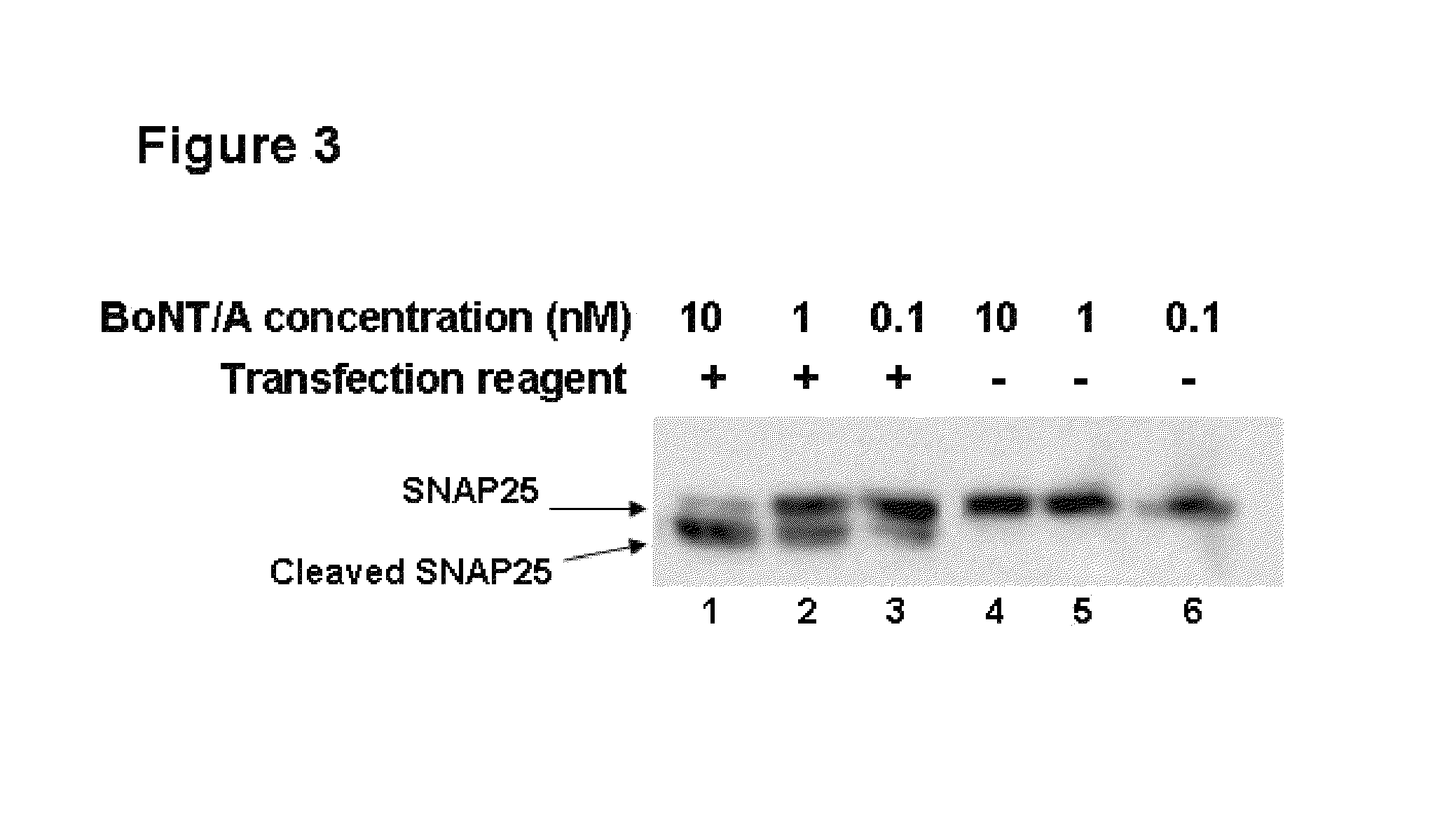 Methods for the delivery of toxins or enzymatically active portions thereof