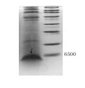 Human relaxin 2 precursor and preparation method thereof