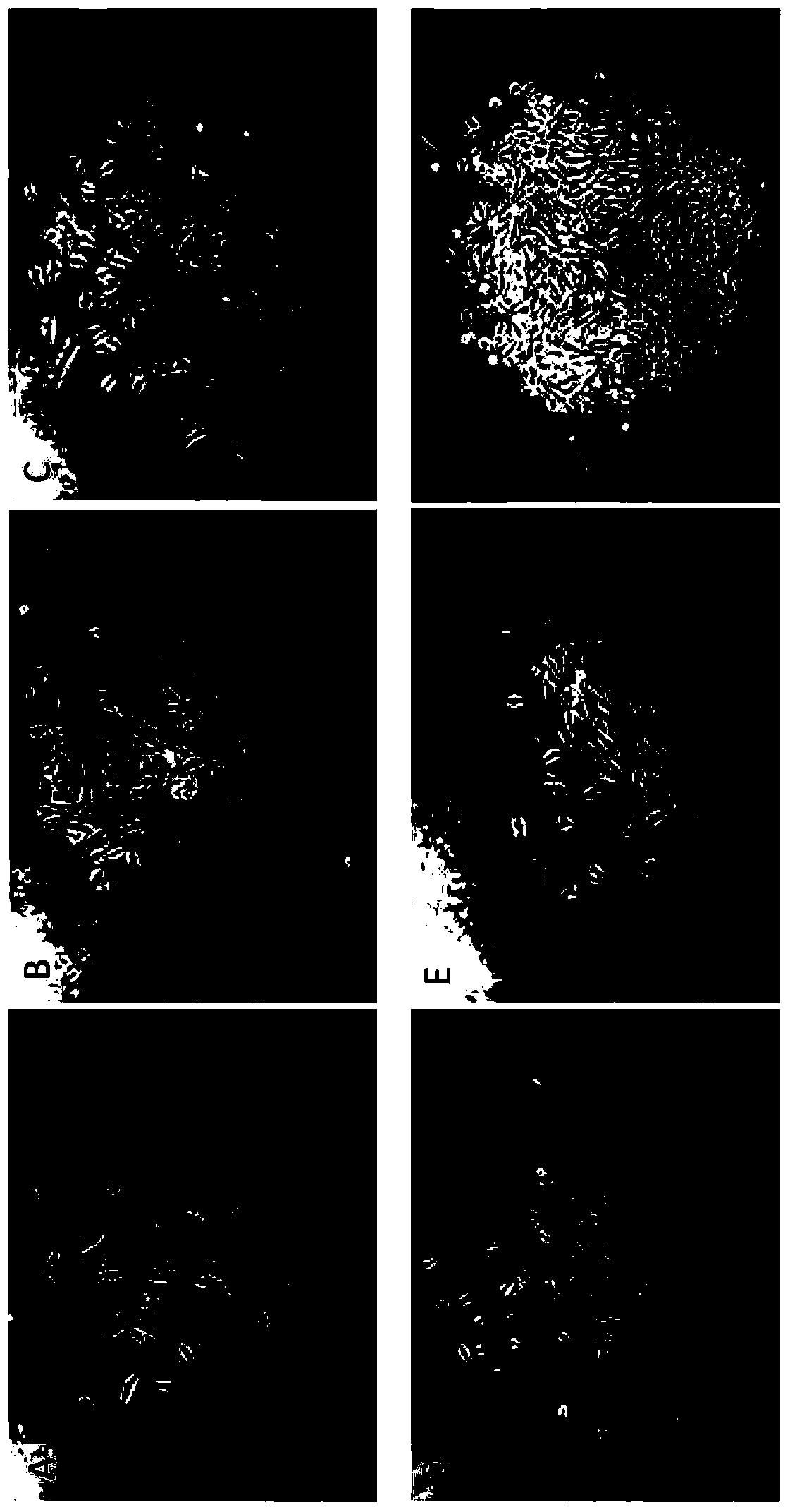 Tissue and/or cell cryopreservation protection solution and its preparation and application