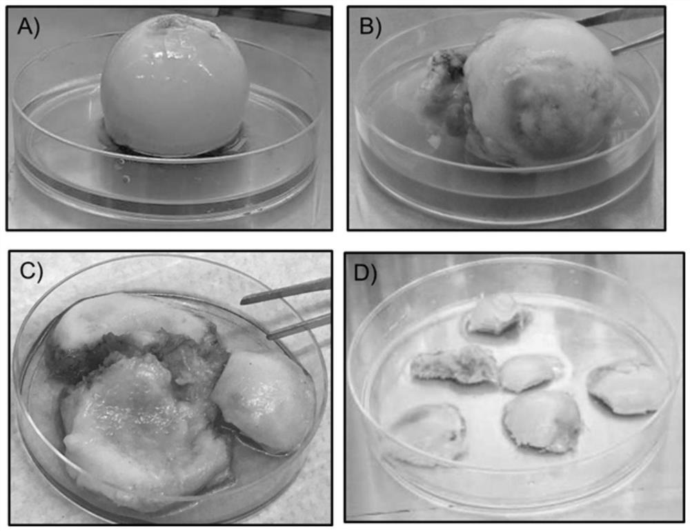 A method for isolating and culturing cells from aged human synovial articular cartilage