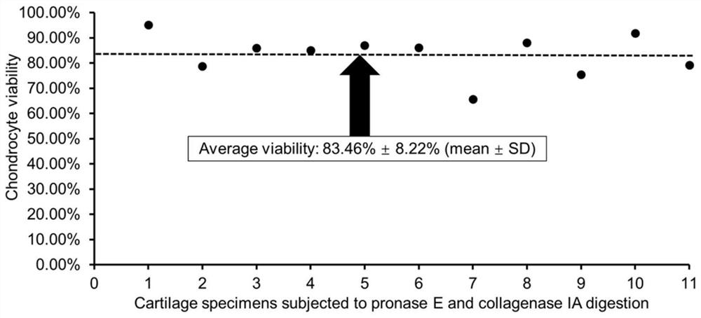 A method for isolating and culturing cells from aged human synovial articular cartilage