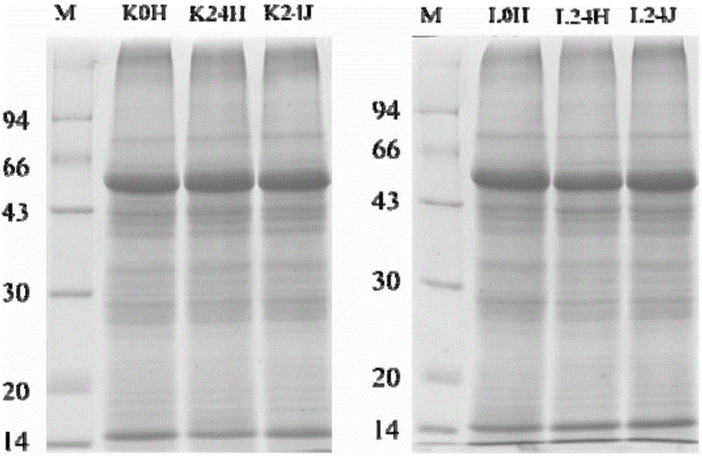 Method of researching change of proteome of rice responding rice blast bacterial infection through iTRAQ technology