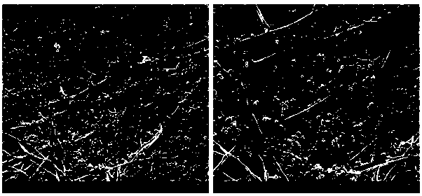 Novel bilayer membrane for guiding bone regeneration and preparation method thereof