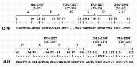 Single-domain heavy chain antibody L5-78 for Listeria monocytogenes