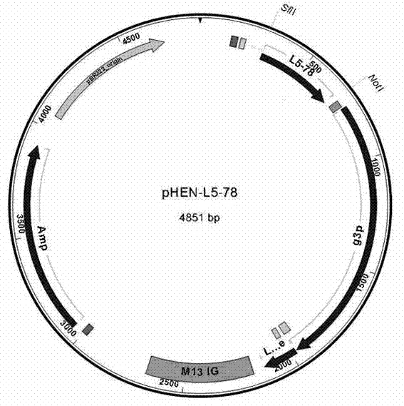 Single-domain heavy chain antibody L5-78 for Listeria monocytogenes