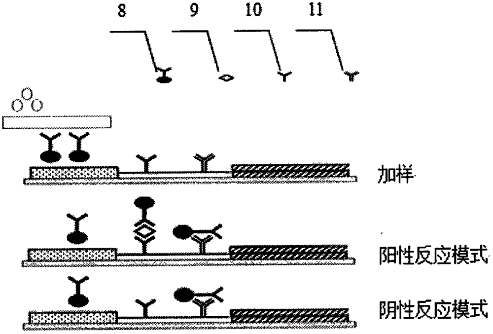 Immunofluorescence test strip based on phosphorescent technology, and preparation method and application thereof