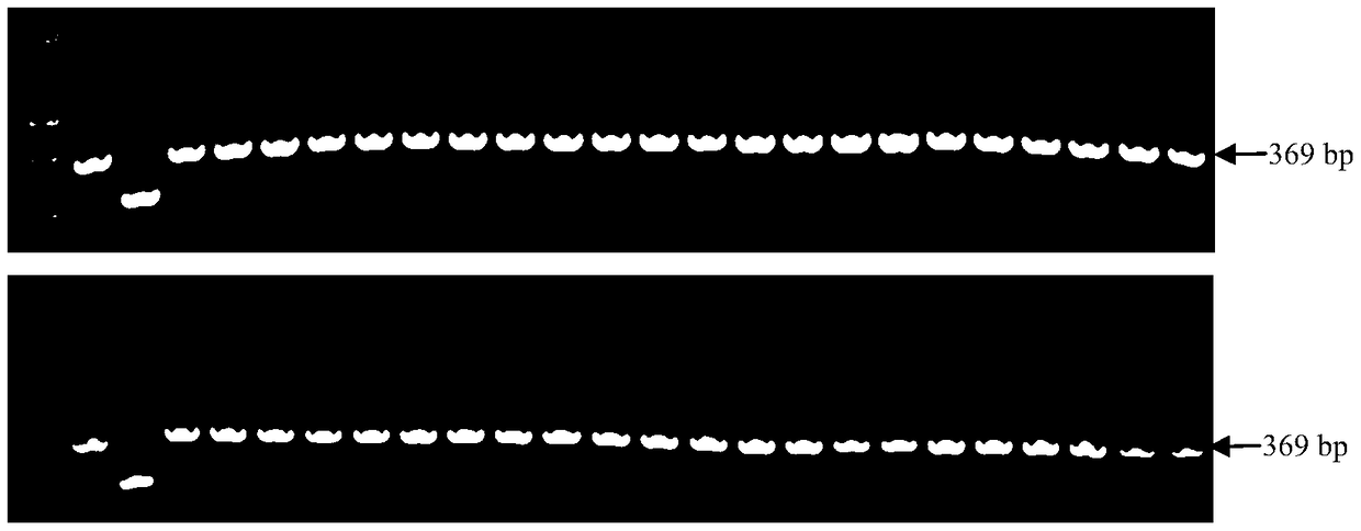 Indel Marker of Cotton Cytoplasmic Male Sterile Restorer Line and Its Identification Method