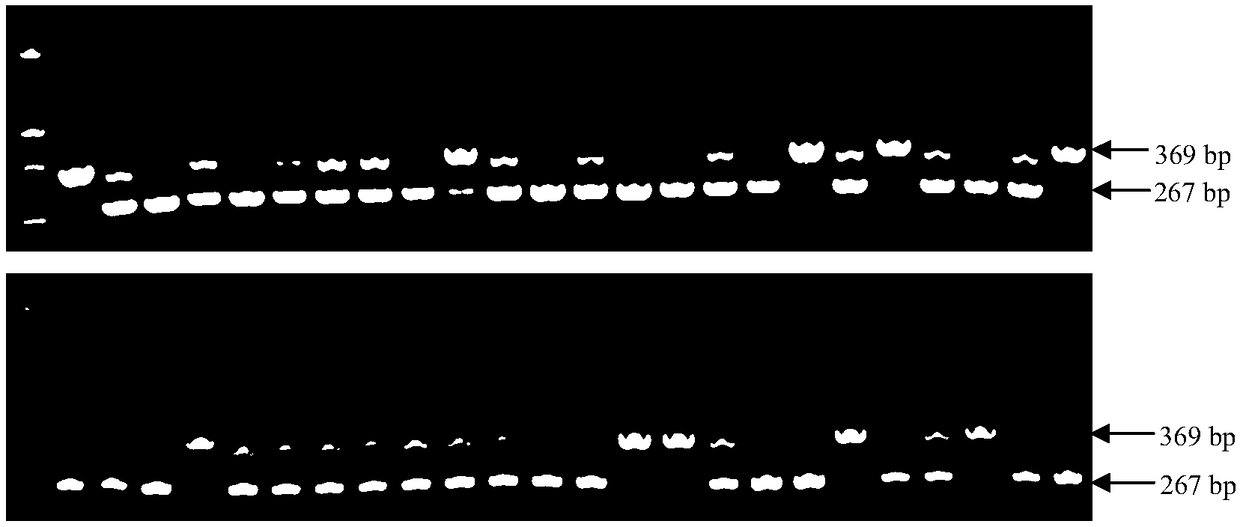 Indel Marker of Cotton Cytoplasmic Male Sterile Restorer Line and Its Identification Method