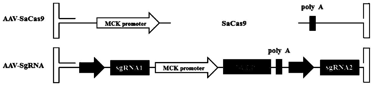 Nucleotide sequence for repairing DMD gene mutation and system