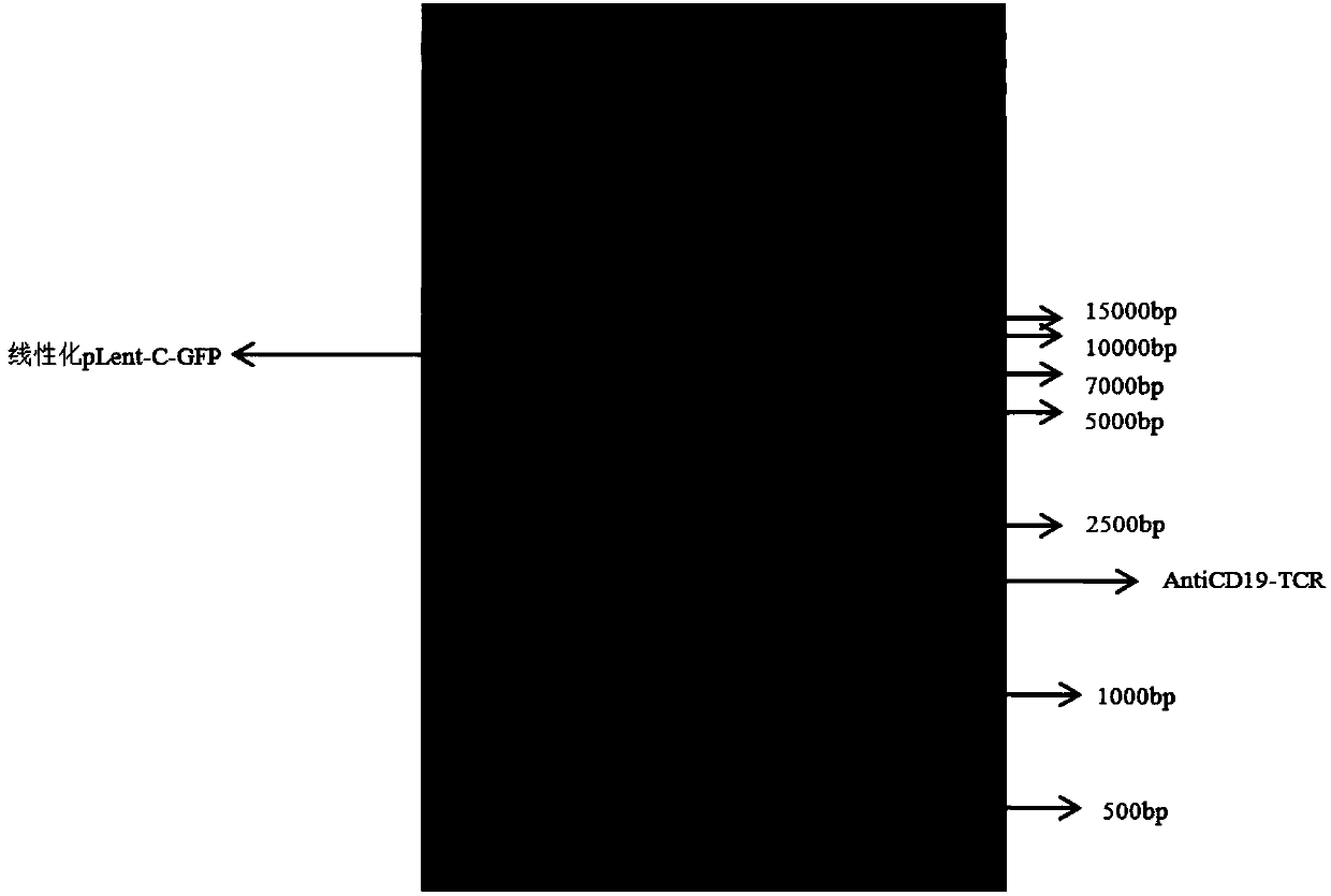 TCR gene targeted to CD19, preparation method, plasmid with TCR gene, kit and application