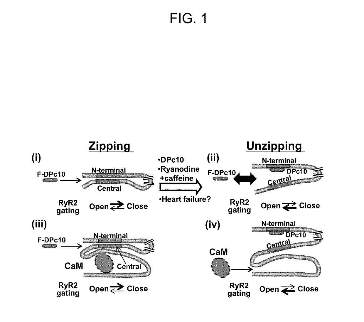 Methods to identify modulators of RyR calcium channels