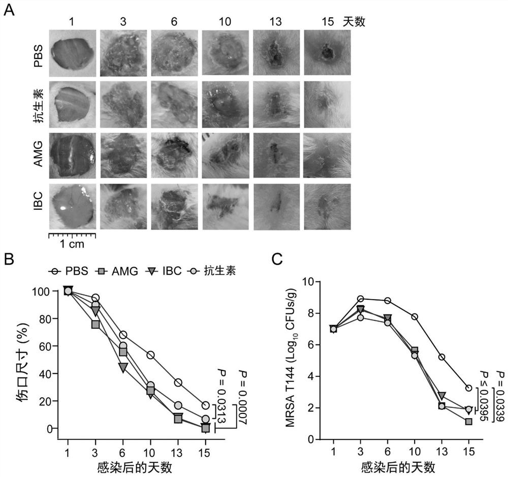 Plant-derived flavonoid antibacterial compound and application thereof